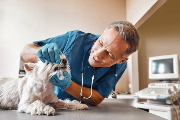 Best Weekend Emergency Dentist in Center Line, MI